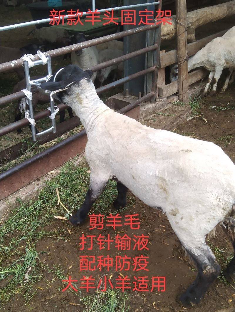 羊的肌肉注射部位图图片