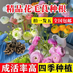 搶 花毛莨種球驅蚊蟲濃香重瓣耐熱花卉綠植盆栽B01 下單立減30