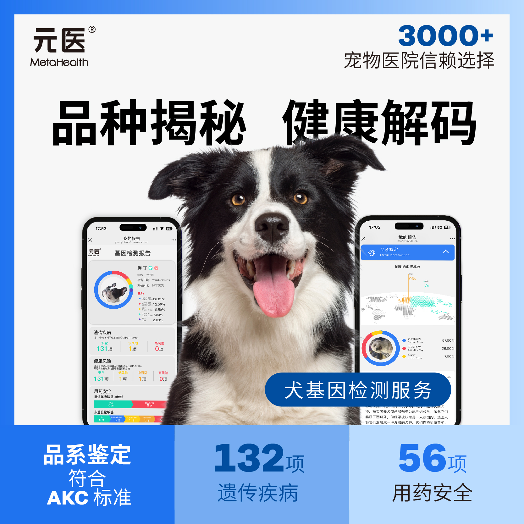 宠物狗狗基因检测狗狗品种检测