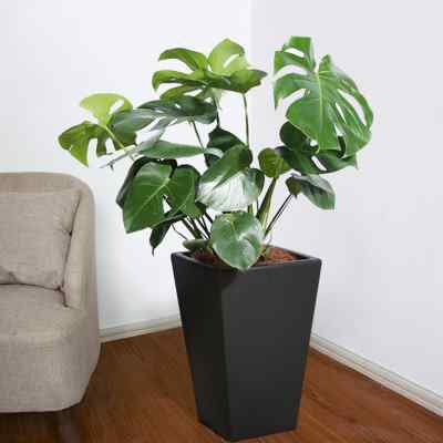 龟背竹大盆栽花卉植物室内花大叶可水养水培植物吸甲醛绿植易成活