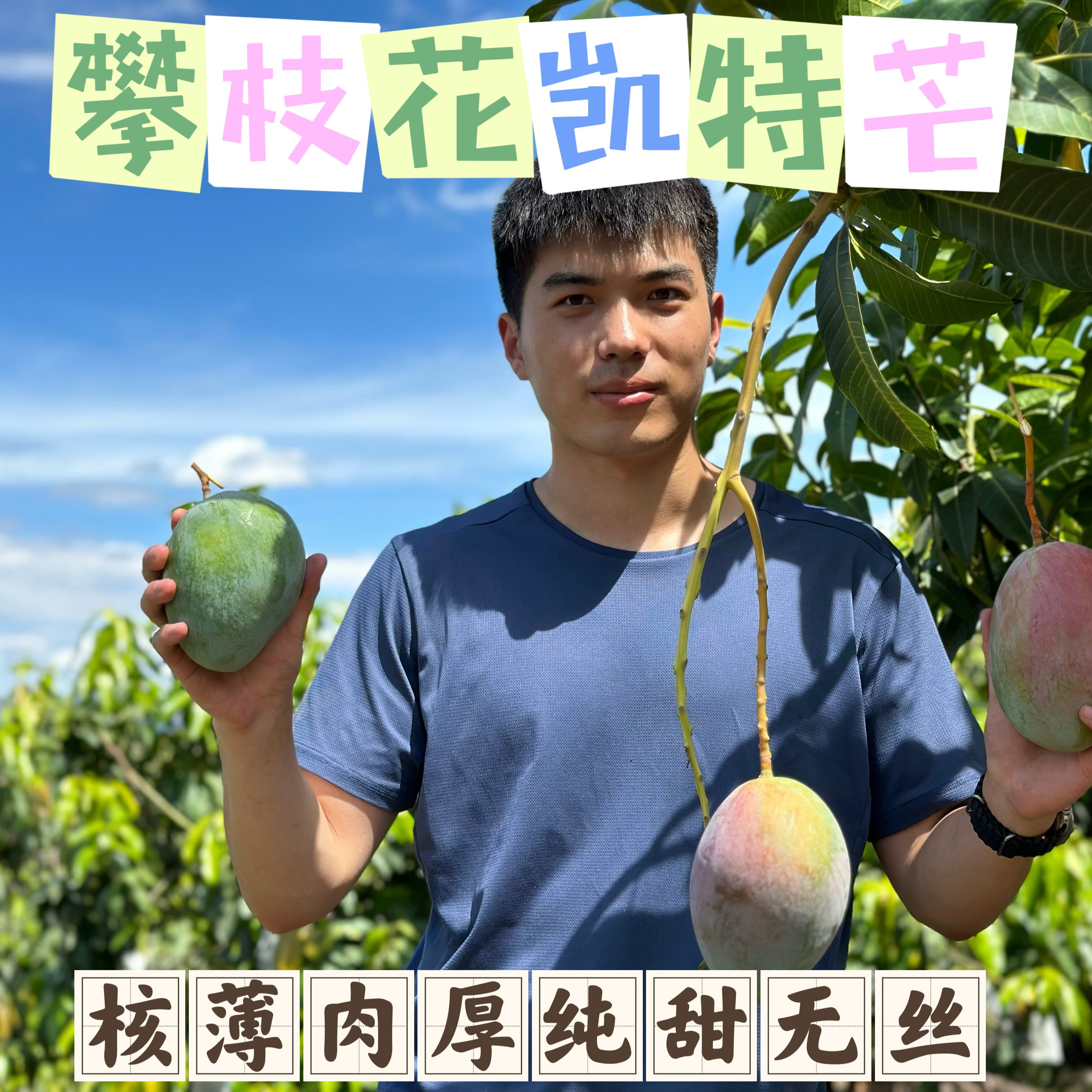 冷风家的芒果四川攀枝花芒果凯特芒现摘现发 温暖的冷风高性价比高么？