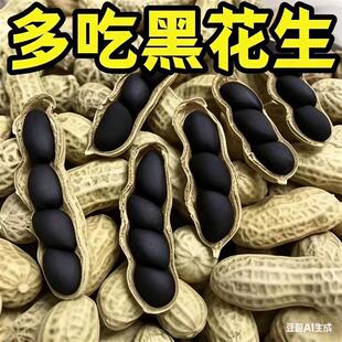 2025云南黑花生新鲜带壳大粒黑花生皮薄清脆香甜晾干现挖种籽新货