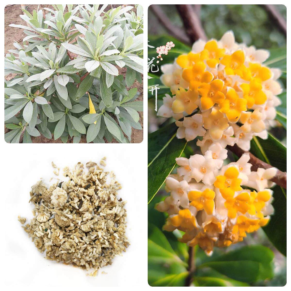 结香种子结香花种籽打结花树黄瑞香家香喜花梦冬花种子林木种子