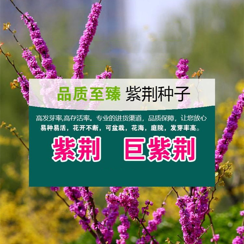 新采紫荆种子巨紫荆种子紫荆树种子紫荆花种子庭院花卉种子