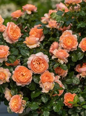 果汁阳台月季盆栽特大花浓香蓝色阴雨玫瑰四季开花金丝雀爬藤植物