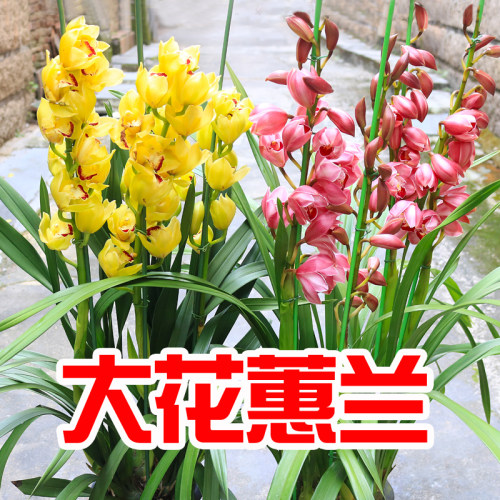 大蕙兰盆栽花卉兰花苗大花蕙兰 蝉兰兰花苗高档室内盆栽绿植盆栽