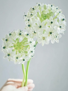 天鹅绒伯利恒之星种球鲜花切花绿植四季夏日开花室内外万年青天鹅