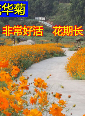 硫华菊花籽四季播种开花黄波斯菊花种子庭院花卉植物黄秋英花盆栽