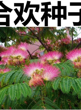 新采合欢种子 合欢树种子红花合欢 山合欢种子 金合欢银合欢