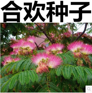 新采合欢种子 合欢树种子红花合欢 山合欢种子 金合欢银合欢