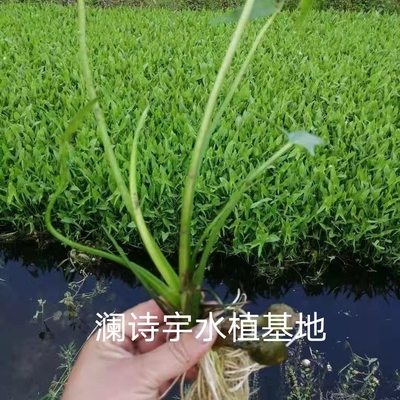 高产茨菇苗白马蹄白慈姑特色蔬菜慈菇种子燕尾茨菇