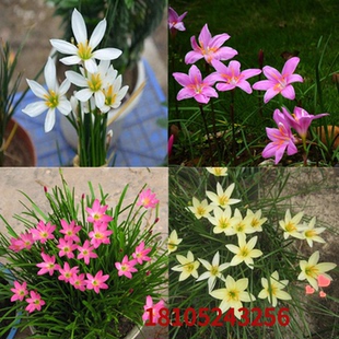 葱兰韭兰风雨兰花苗绿植物盆栽花卉室内观花植物庭院阳台当年开花