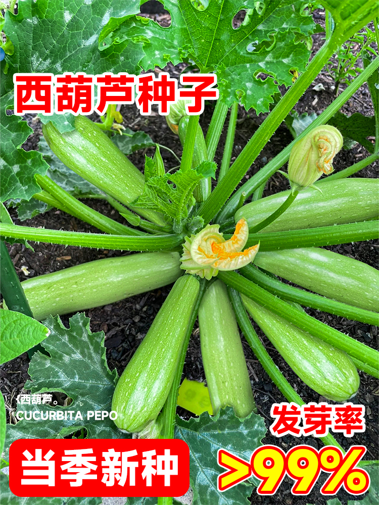 高产西葫芦种孑蔬菜苗子大全四季香蕉水果瓜秧阳台种植盆栽黄瓜青 鲜花速递/花卉仿真/绿植园艺 家庭园艺种子 原图主图