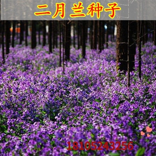 二月兰种子二月蓝花籽紫金草耐寒多年生耐阴景观花卉诸葛菜花净籽