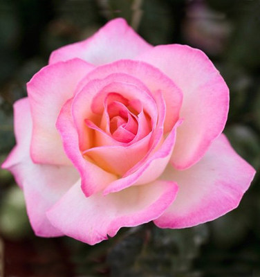 大花浓香品种月季花苗灌木摩纳哥公主阳台盆栽耐寒花卉植物