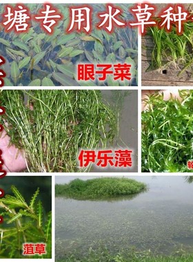 水草种子伊乐藻轮叶黑藻养鱼虾草籽种子四季净化水质的鱼塘水草孑
