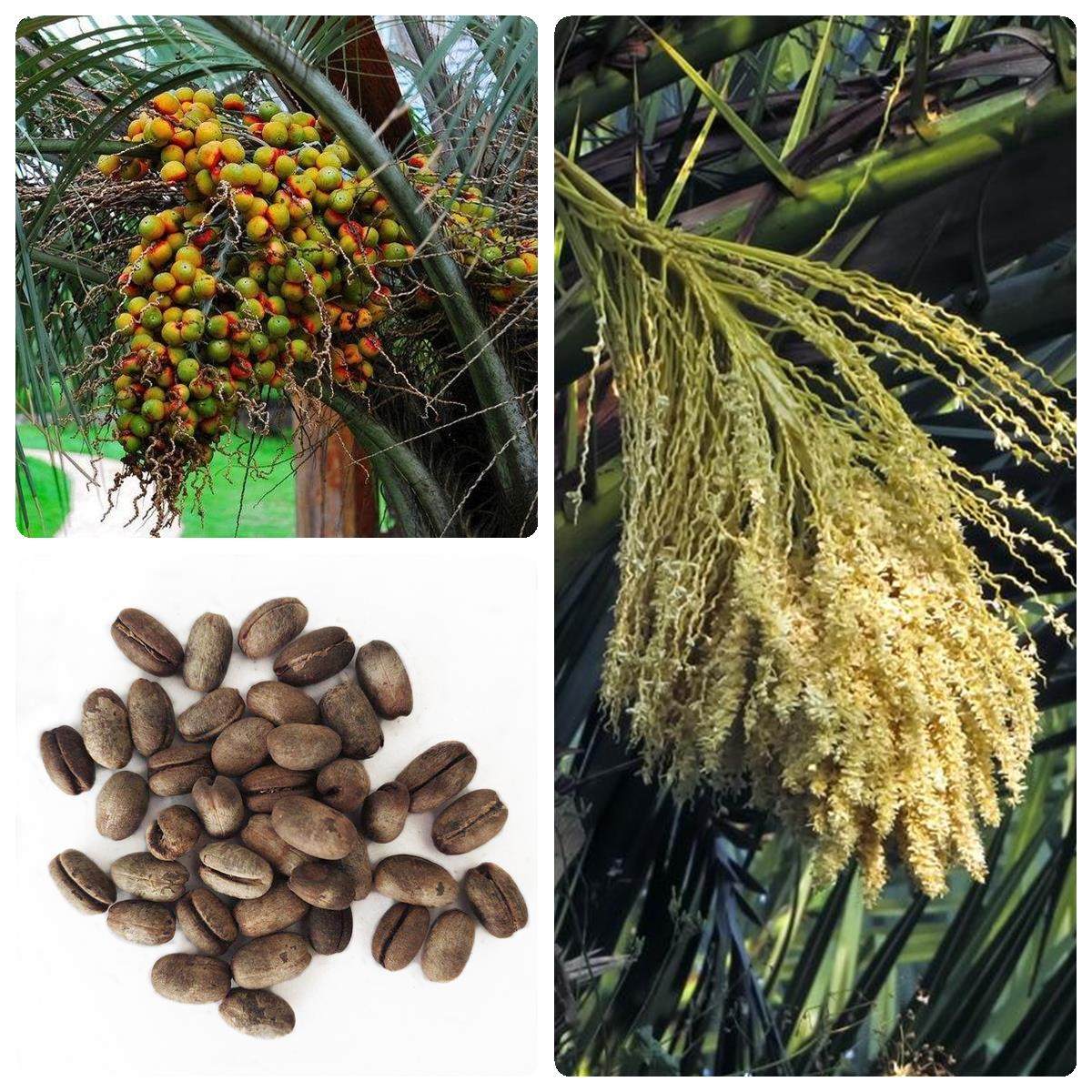 加拿利海枣种子长叶刺葵槟榔竹加拿利刺葵银海枣中东海枣种子四季