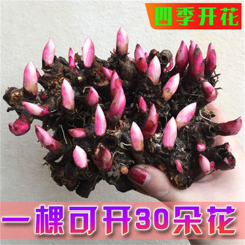 进口芍药花苗重瓣带芽易活庭院室外耐旱植物牡丹芍药四季开花不断