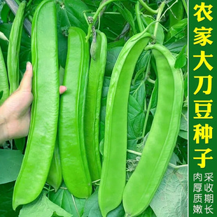 刀豆种子家家乐大刀豆种籽巨型大豆角种孑春四季爬藤蔬菜豆角种子