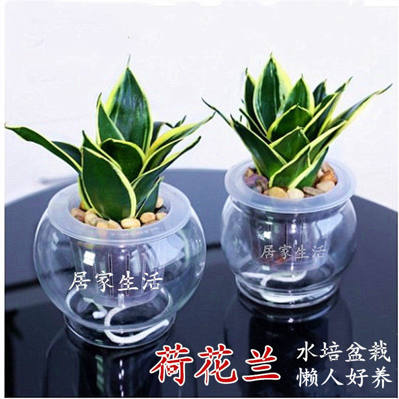 荷花兰 绿植盆栽办公室内客厅桌面盆景植物金边短叶虎尾兰虎皮兰