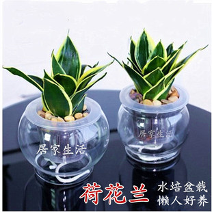 荷花兰 绿植盆栽办公室内客厅桌面盆景植物金边短叶虎尾兰虎皮兰