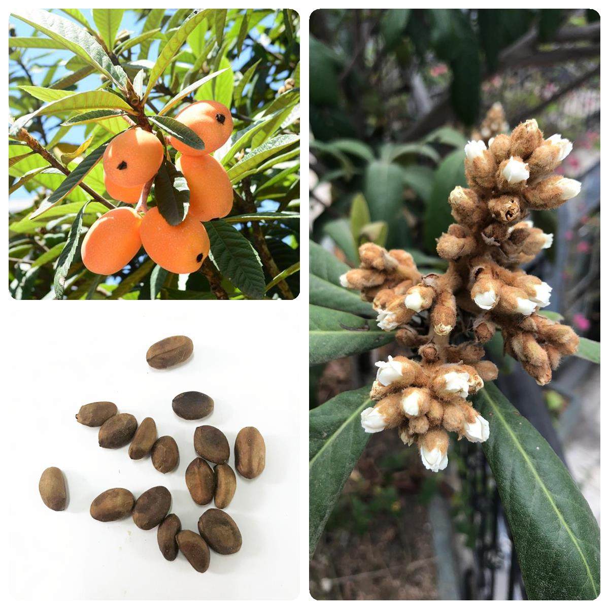 林木种子枇杷种子果树种子芦橘金丸芦枝五星大枇杷树果树种籽四季