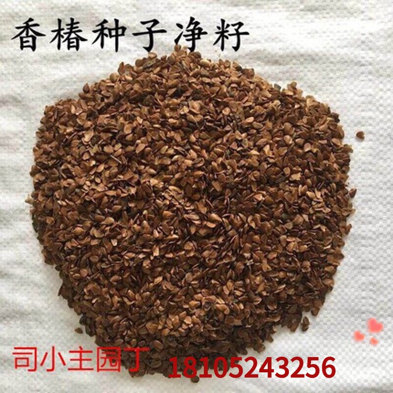 红油香椿树种子椿芽种子香椿苗种子当年新采收香椿种子