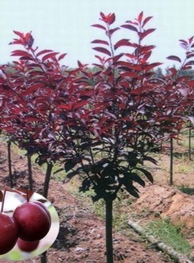 紫叶李树绿化木庭院别墅风景树红叶李小地栽行道树乔木银杏树树苗