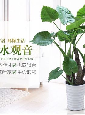 滴水观音绿色盆栽四季好养观叶植物办公室内客厅大型绿植盆栽花卉
