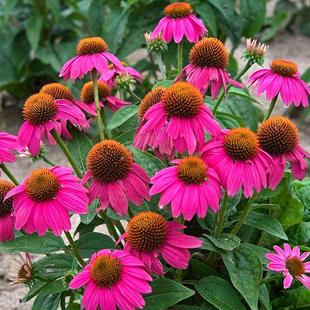 紫松果菊花种籽子四季 花卉 播种开花庭院室外种植阳台盆栽花籽冬季