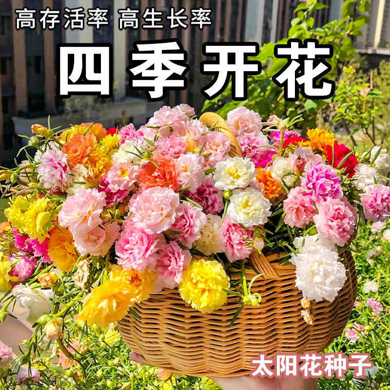 重瓣太阳花种子四季开花室内花卉易活室外菊花种籽太阳花种孑花籽