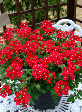 春播庭院花种籽美女樱种子春播四季易种室内花卉种子阳台盆栽