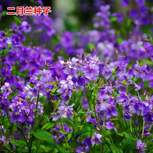 二月兰花种子四季种易活二月兰花籽多年生宿根诸葛菜种子耐阴耐寒