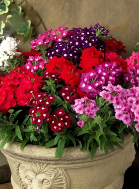 观花红色美女樱种子花种子垂吊花籽子室内外阳台花园花坛矮生花卉