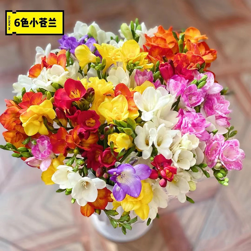 香雪兰种球四季开花易活进口重瓣小苍兰盆栽室内外好养活花种花卉