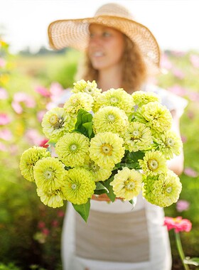 绿色花卉百日菊种子火球花对叶菊花籽可切花室外庭院花坛阳台盆栽
