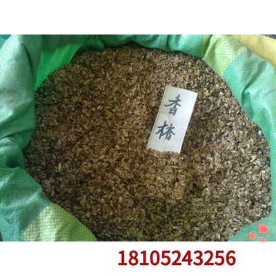 正宗 红油香椿树种子椿芽种子香椿苗种子当年新采收香椿种子