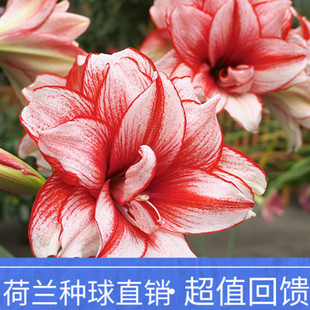 鬼魅朱顶红荷兰进口重瓣种球大球盆栽球根观花澳洲朱顶红安吉拉