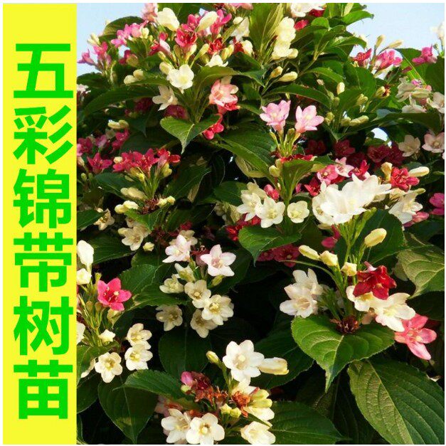 五彩锦带花树状彩色树种小苗庭院别墅绿化耐寒盆栽红王子锦带树苗