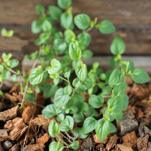 马约兰种子甜马郁兰香花薄荷四季播种野牛至花种西餐香料香草种孑