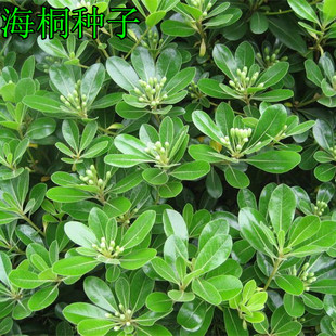 优质林木种子 花卉种子 海桐种子 苗木种子 海桐球种子净种子