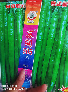 苏润508早熟特长绿色长线椒种子苏线一号大果超长线椒高产辣椒籽