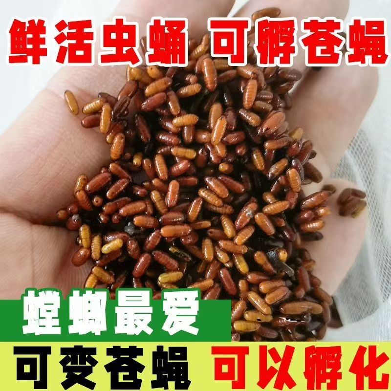 苍蝇卵苍蝇蛹蝇虫饵料螳螂蜘蛛树食物诱食鲜活家蝇蝇蛆虫卵苍蝇
