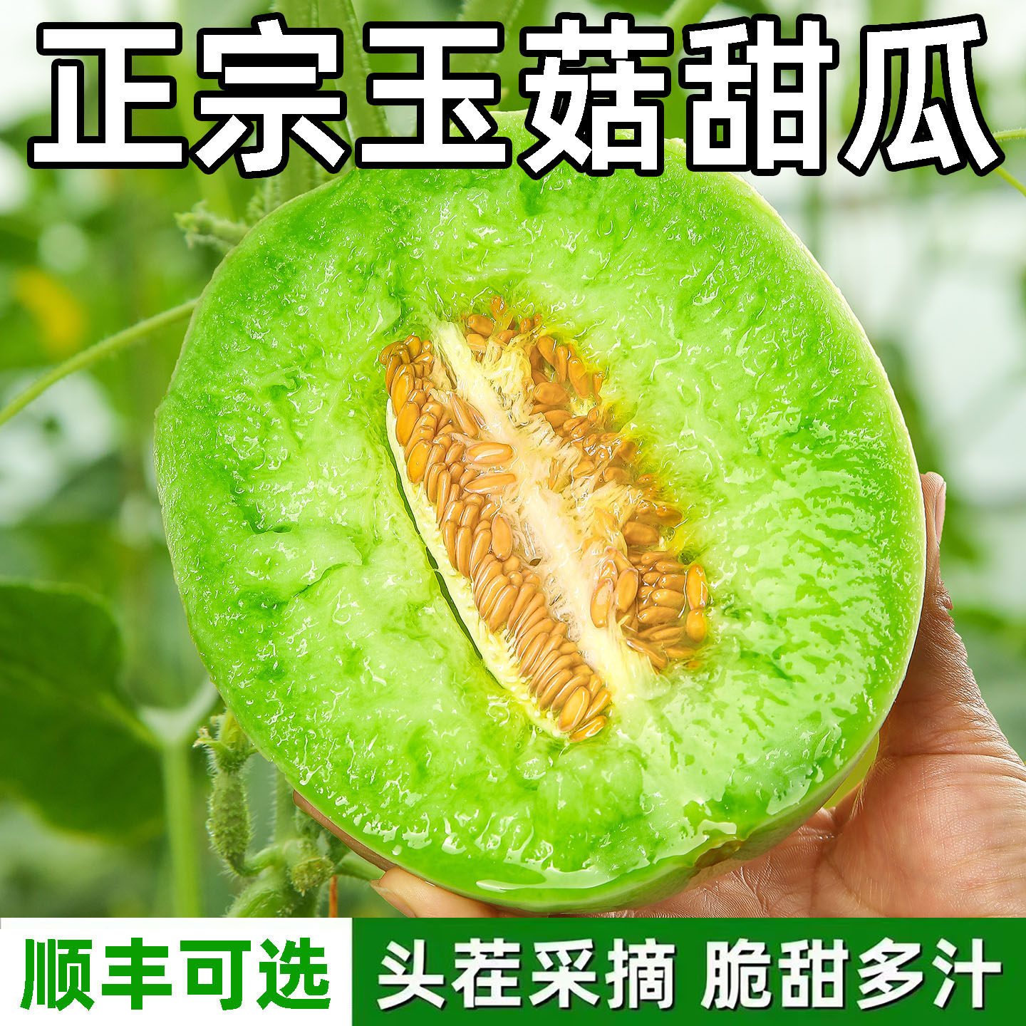 正宗玉菇甜瓜头茬现摘