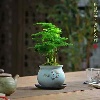 密叶矮生迷你文竹盆栽桌面绿植盆景室内办公室茶桌小植物中式盆景