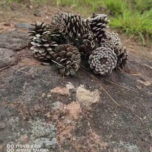松果松塔壳花盆铺垫天然保水透气有机植料土壤天然松鼠粮