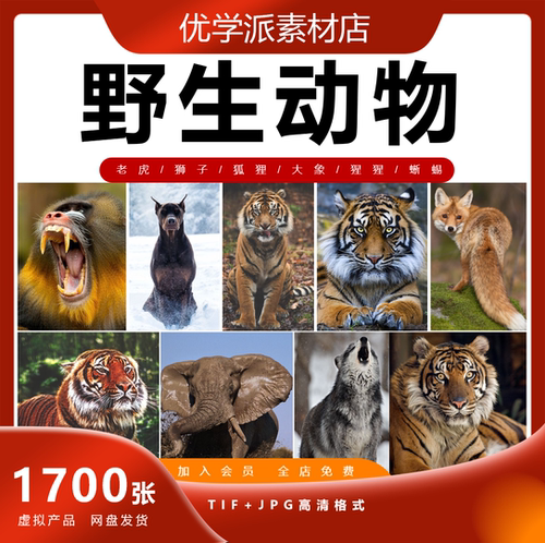 野生动物实拍 照片摄影杂志画册海报设计ps合成JPG高清图片素材