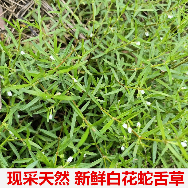 蛇总管,植物(第13页)_大山谷图库