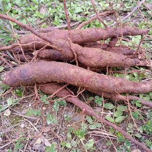 野生新鲜乌药根500g天台乌药铜钱树细叶樟乌药矮樟香桂樟铜钱柴