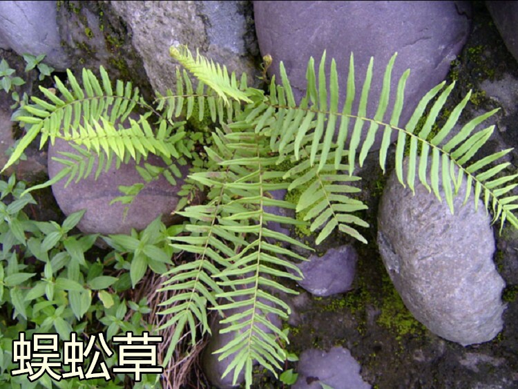 生绿植盆栽蜈蚣草盆景 花卉永生植物蜈蚣蕨野草园艺绿萝苗
